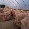 Tonne Bag of Softwood - Airdried - Image 3