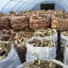 Tonne Bag of Softwood - Airdried - Image 4