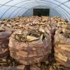 Tonne Bag of Softwood - Airdried - Image 2
