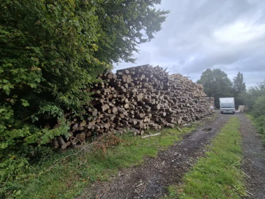 Timber stacked beside trees at the Kildare Logs yard